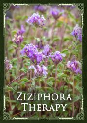 Phytotherapy: Organic Wild Mint Bush (Ziziphora) Herbal Tea
